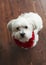 Gorgeous white maltese silky terrier with a red christmas collar