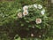 Gorgeous white peonies. Garden milky color flowers bush in rainy day. Closeup horizontal view. Stock photography for wallpaper