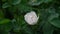 Gorgeous white peony flower sway in wind extreme closeup