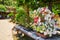 Gorgeous white and pink blossoms crowding tiny bonsai tree hidden by pedals on garden bench