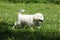 Gorgeous white puppy of Slovakian chuvach running