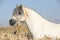 Gorgeous white stallion of welsh mountain pony