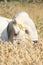 Gorgeous white stallion of welsh mountain pony