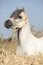 Gorgeous white stallion of welsh mountain pony