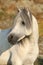 Gorgeous white stallion of welsh mountain pony