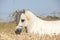 Gorgeous white stallion of welsh mountain pony
