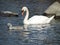 Gorgeous white swan with cute swan chick, Sveaborg, Finland