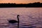 Gorgeous white swan on the lake on the sunset