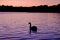 Gorgeous white swan on the lake on the sunset