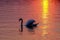 Gorgeous white swan on the lake on the sunset