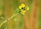 Gorgeous wild flowers. Yellow flowers.