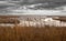 Gorgeous winter landscape of the marsh at Black Water National Wildlife Refuge.