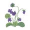 Gorgeous wood violet flowers isolated on white background. Natural drawing of wild herbaceous flowering perennial plant