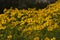 Gorgeous yellow calliopsis flower in a garden