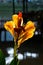 Gorgeous Yellow Canna Flowers in The Sunshine