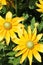 Gorgeous yellow flowers with cute button centers in landscaped garden