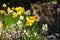 Gorgeous yellow, orange and white daffodils flowers in the garden surrounded by lush green leaves and bare winter trees