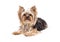 Gorgeous Yorkshire Terrier Dog Laying Looking Forward