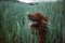 Gorgeous young Irish Setter dog standing in field and sitting in a meadow with a blurred background while looking as if