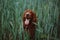 Gorgeous young Irish Setter dog standing in field and sitting in a meadow with a blurred background while looking as if