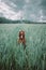 Gorgeous young Irish Setter dog standing in field and sitting in a meadow with a blurred background while looking as if