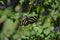 Gorgeous Zebra Butterfly on Some Blue Flowers