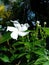 A gorgeously colored flower bed in a garden, smiling at the touch of the morning sun