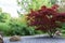 Gorgeously red Japanese full-moon maple. Red maple. Landscape design idea, garden idea. Nature and beautiful peaceful garden as