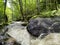 Gorges of the monne river in the green forest, Puy-de-DÃ´me, Auvergne