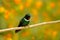 Gorgeted Sunangel, Heliangelus strophianus, hummingbird from Mindo forest, Bellavista, Ecuador. Wildlife scene from nature. Bird