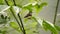 Gorgeted woodstar hummingbird perched on a leaf