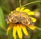 Gorgone Checkerspot butterfly