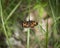 Gorgone Checkerspot Butterfly