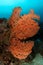 Gorgonian