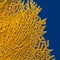Gorgonian on a background of blue water , underwater