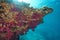 Gorgonian below rock underwater Mediterranean sea