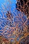 Gorgonian, Caribbean Sea, Playa Giron, Cuba