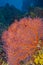 Gorgonian, Coral Reef, South Ari Atoll, Maldives