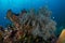 Gorgonian coral surrounded by colourful fishes in the reefs of the Andaman Sea