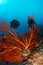 Gorgonian and crinoids