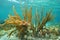 Gorgonian porous sea rod soft coral Caribbean sea