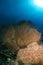 Gorgonian sea fan