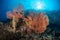 Gorgonian sea fan surrounded by a shoal of Glassfish