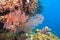 Gorgonian sea fans and coral