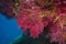 Gorgonian soft coral Paramuricea clavata