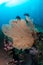 Gorgonians together with other corals surrounded by fishes in the reefs of the Andaman Sea