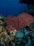 Gorgonion coral