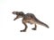 Gorgosaurus Dinosaur on white background