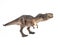 Gorgosaurus Dinosaur on white background