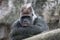 Gorilla. Adult dominant male gorilla is looking at the camera